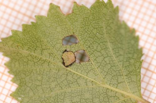 Incurvaria masculella